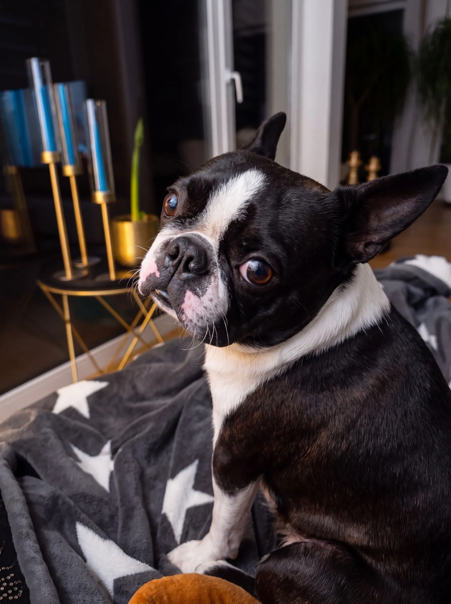 Boston Terrier auf einer grauen Decke mit Sternen schaut über die Schulter