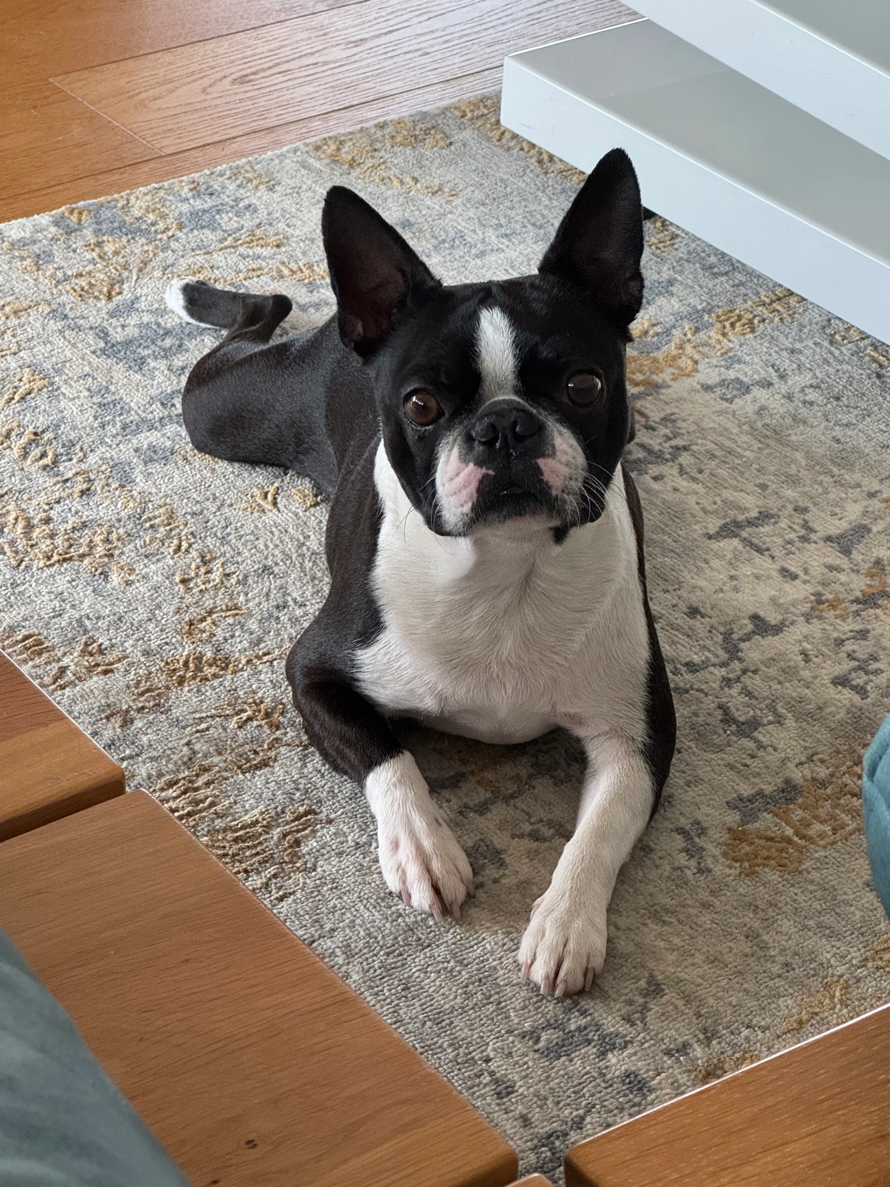 Der Boston Terrier Mimo liegt auf einem Teppich und schaut in die Kamera